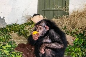 آخرین احوالات «باران» شامپانزه باغ وحش ارم در کنیا