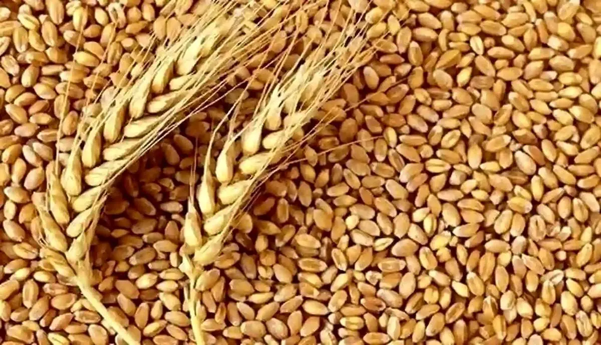 خبر مهم درباره قیمت گندم و پرداخت مطالبات گندمکاران