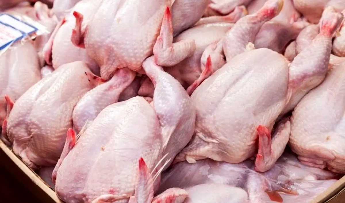 آخرین‌ جزئیات توزیع مرغ گرم در میادین/ اعلام نرخ مصوب هر کیلو مرغ