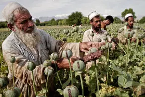افزایش تولید تریاک در افغانستان در میانه بحران شدید اقتصادی