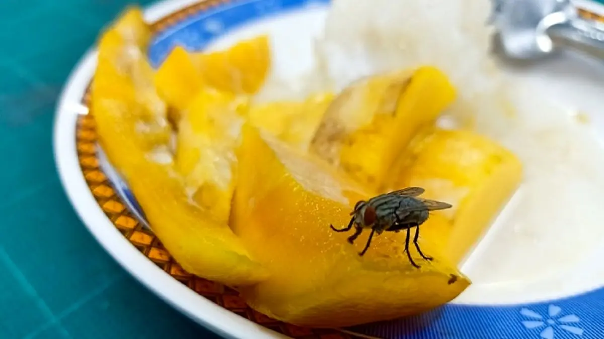 اقدام باورنکردنی شرکت ژاپنی برای حشرات آزمایشگاهی