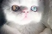 شهرت زیاد این بچه گربه بخاطر چشمان تا به تا!+عکس