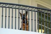 فاجعه در کاخ سفید، سگ خانواده بایدن از کاخ سفید اخراج شد!