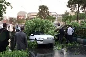 امکان دریافت خسارت از شهرداری در صورت سقوط درخت ممکن است؟