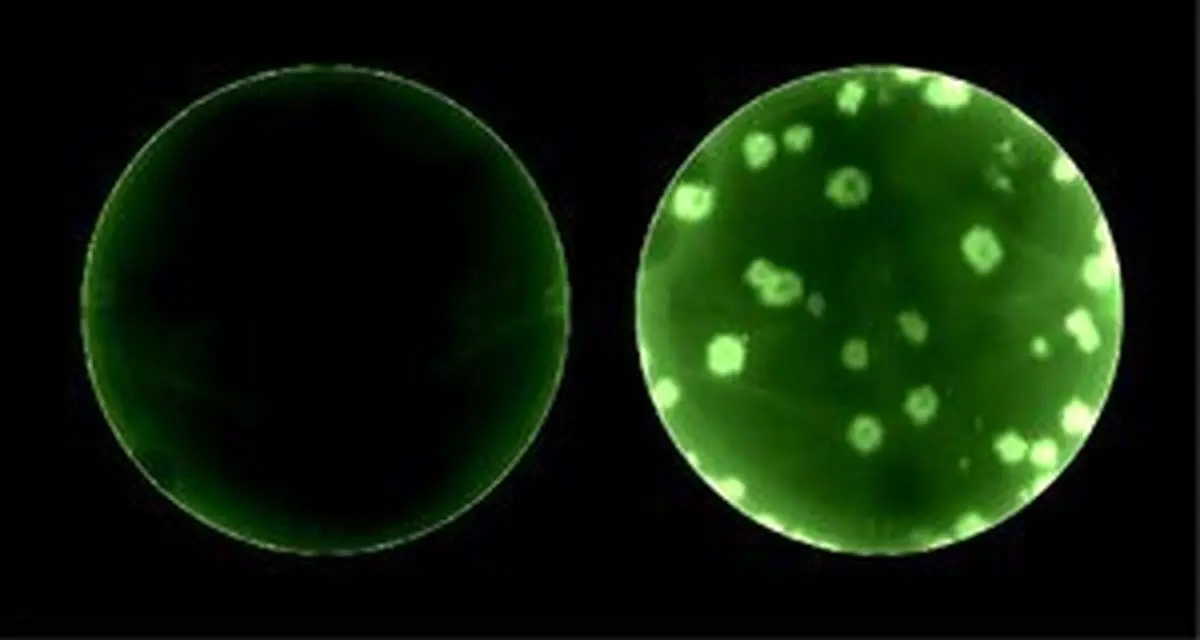 آشنایی با کشف جالب پژوهشگران آمریکایی برای ردیابی ویروس کرونا