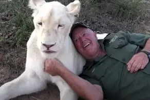 دو شیر وحشی یک مرد ۶۸ساله را به طرز فجیعی دریدند