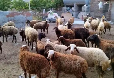 قیمت گوسفند زنده برای عید قربان اعلام شد