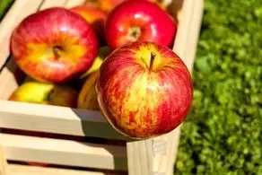 کاهش خطر ابتلا به آلزایمر با این میوه معجزه آسا