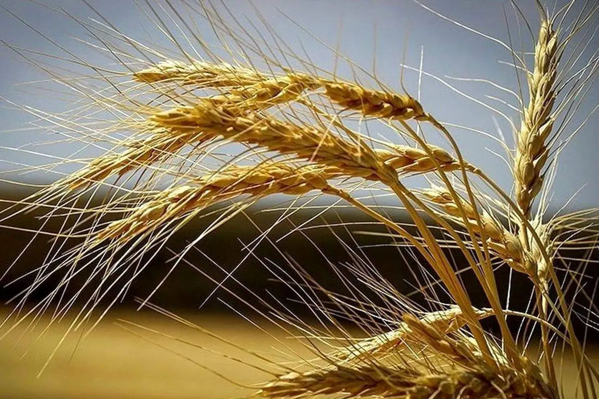 خبر مهم درباره موعد پرداخت مطالبات گندمکاران