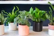 کدام گیاهان مناسب استفاده در خانه است؟
